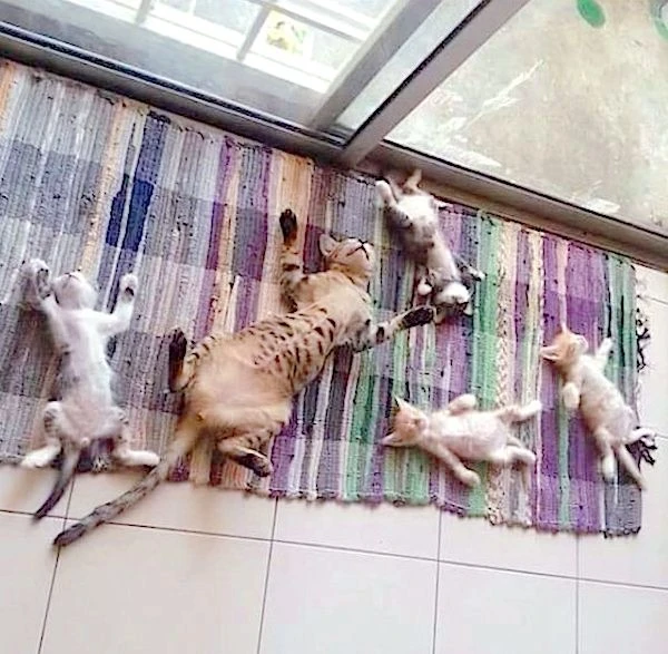 Belly-up-sleeping-is-in-the-family.jpg?type=w1600