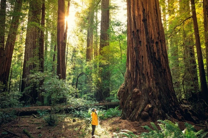 Redwoods.jpg?type=w1600
