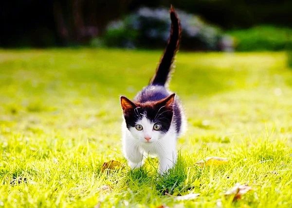 grass-lawn-baby-walk-kitty-hd-wallpaper-preview.jpg?type=w1600