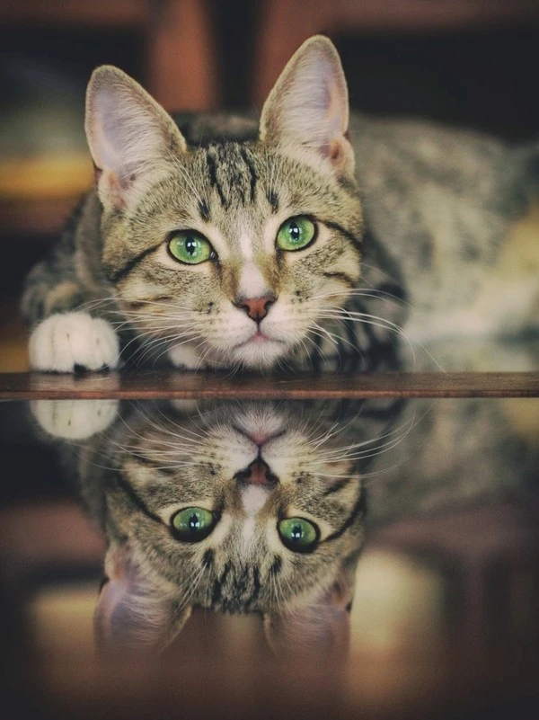 e3cf828866235168f63766041042b3c9.jpeg?type=w1600