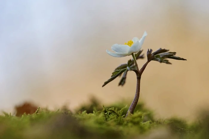 photo-1533158887899-836ac0e09aa7.jpg?type=w1600