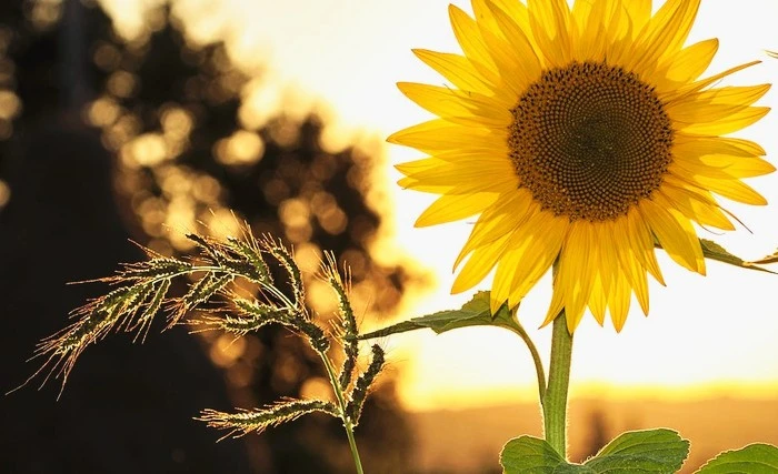 sunflower-sun-summer-yellow.jpg?type=w1600