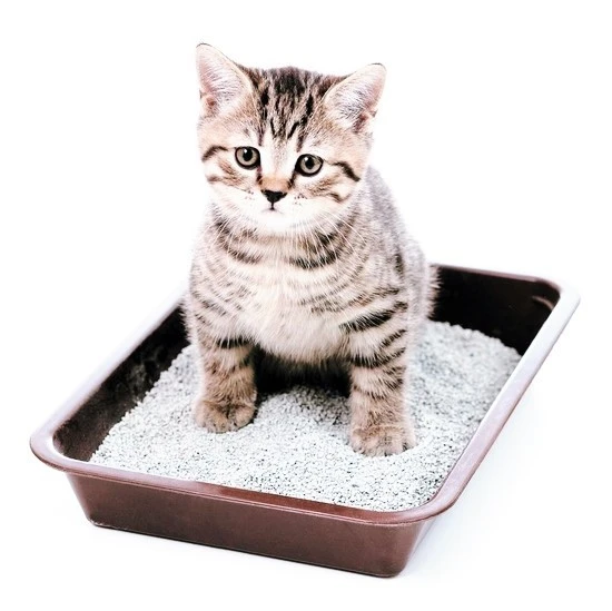 409e0b31-edb5-405d-81c1-e3261636613f_JDX-NO-RATIO_WEB.jpg?type=w740