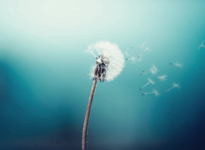 autox580_pissenlit2-mesure-qualite-d-air-antea-group.png?type=w1600