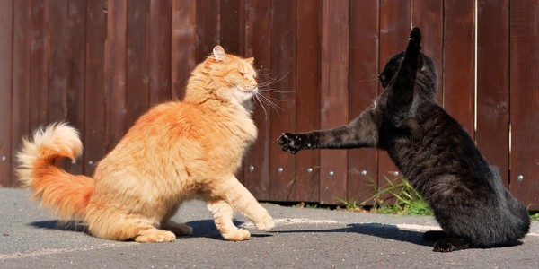 cats-hate-feat.png?type=w1600