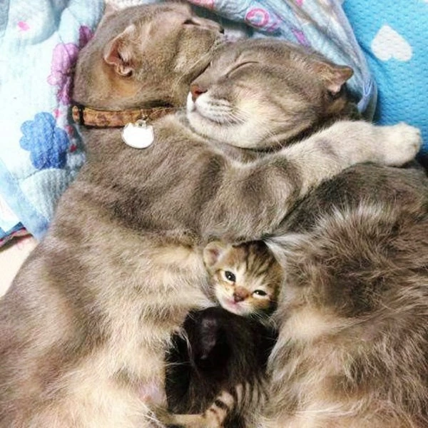 catfamily.jpg?type=w1600