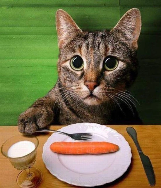 Cat-On-Dinner-Table-Funny-Eat-Picture.jpg?type=w740