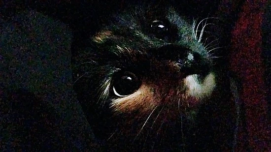 g518lipm6pf11.jpg?type=w740