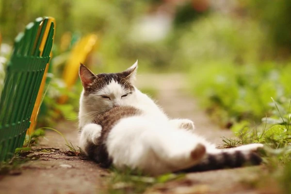 __opt__aboutcom__coeus__resources__content_migration__mnn__images__2018__08_.jpg?type=w1600