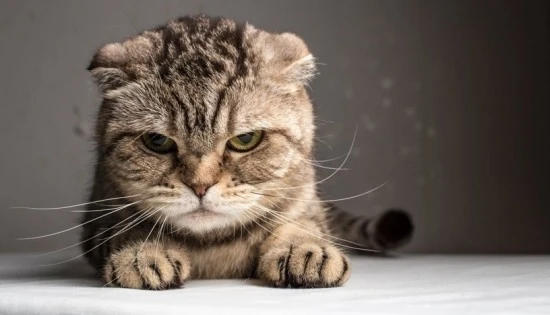 SH_angry-cat-blog.jpg?type=w740