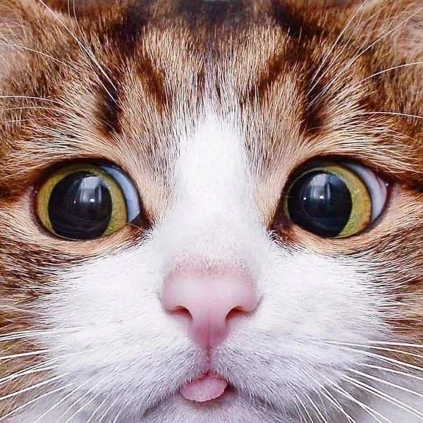 3711fedbc833e623ebfb42a322b966d8.jpg?type=w1600