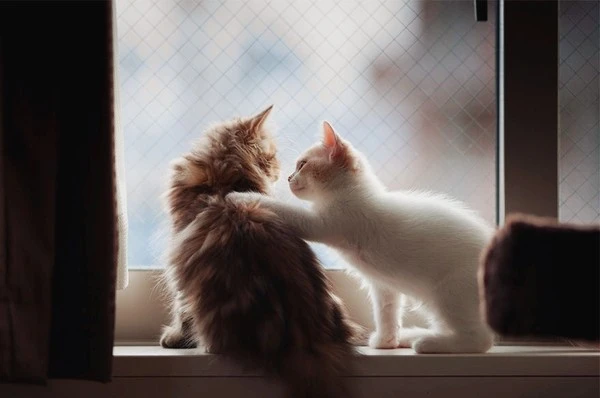 01002.jpg?type=w1600