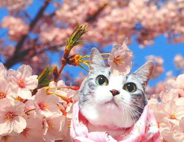 Cat-Enjoying-Cherry-Blossoms-1.jpg?type=w1600