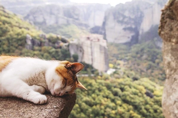 cat-4806417_960_720.jpg?type=w1600