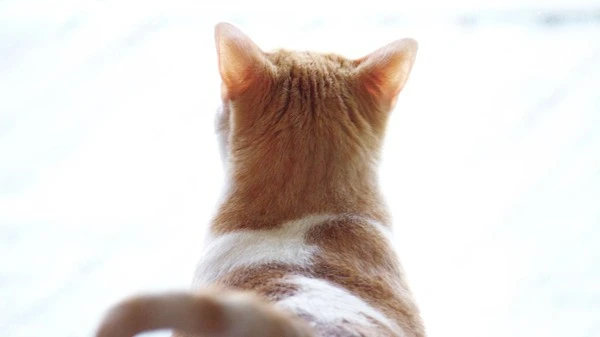 4466064656_9b119681db_o-56a111d73df78cafdaa91840.jpg?type=w1600