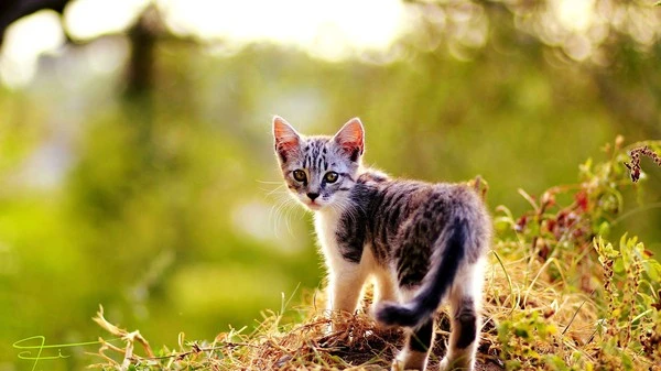Cute-kitten-look-back-summer_2560x1440.jpg?type=w1600