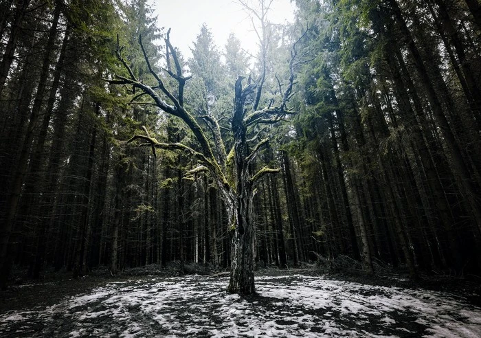 Stevens-Rumann-trees-Conversation.jpeg?type=w1600