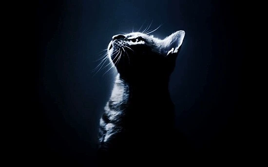 432fa5c7ed6c07e72ea65d4bf25ac92b-700.jpg?type=w740