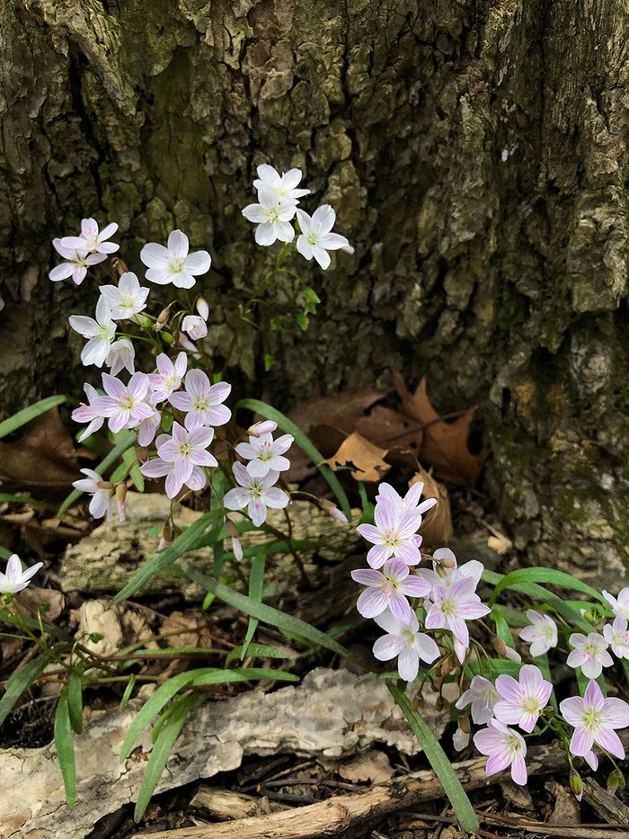 Spring%2BBeauty.jpg?type=w1600