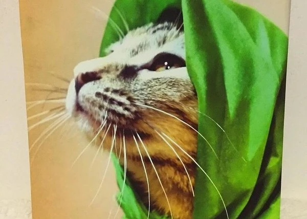 helen-channels-peter-pan-monica-maroon-.jpg?type=w1600