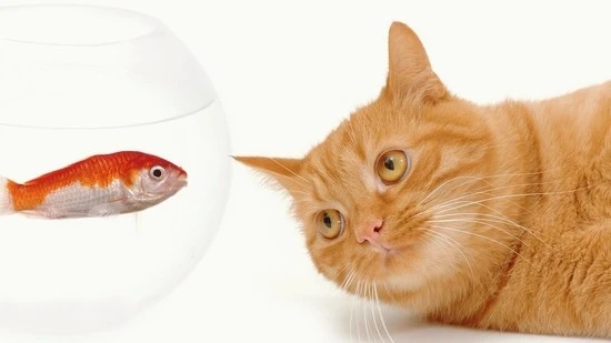 furious-cat-looking-at-the-aquarium-fish.jpg?type=w740