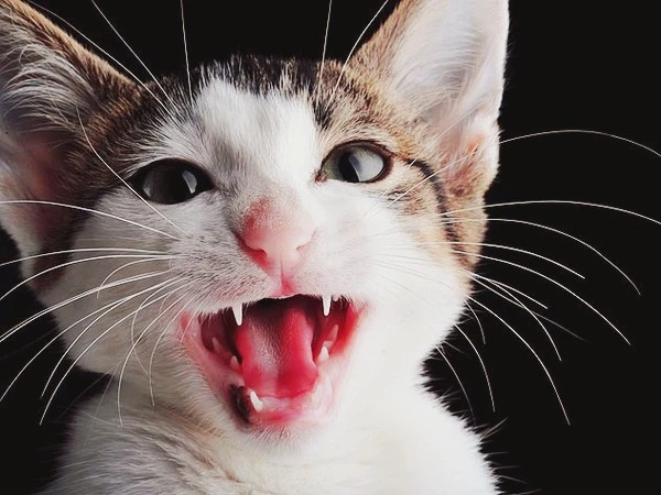 99950237-why-cats-meow-632x475.jpg?type=w1600