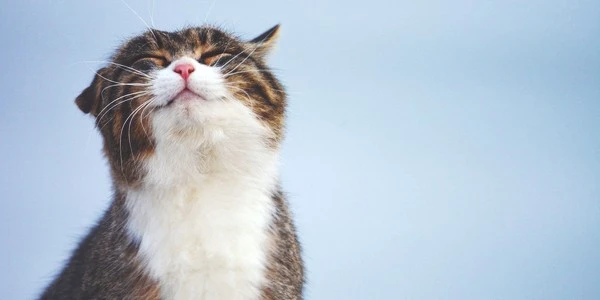 https-static-moydom-ru-st1-zgpjawr0-149745097959.jpeg?type=w1600