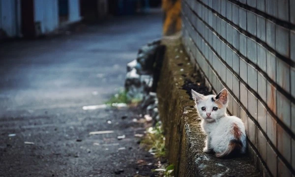 Kitten-stray-in-alleyway-all-alone-AdobeStock_311685036-2000x1200.jpeg?type=w1600