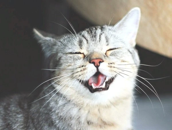 3d3dbcf8a4f9dbee8fc608c8d62dbb8c.jpg?type=w1600