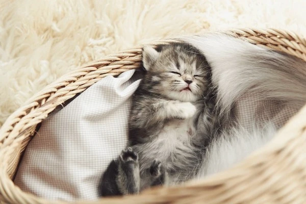 Kitten-Sleep-Schedule.jpg?type=w1600