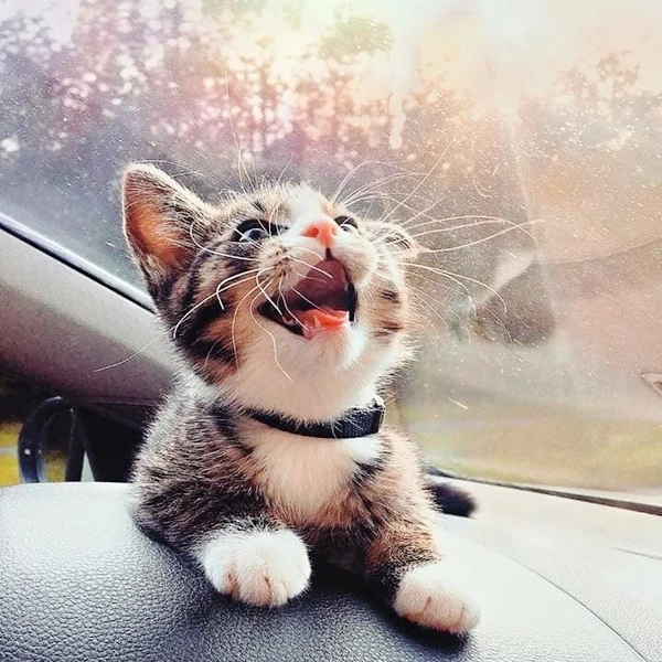 1660848450139137.jpeg?type=w1600