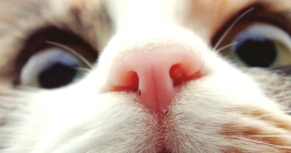 fb_image_5afedcb870f37__700__700.jpg?type=w1600