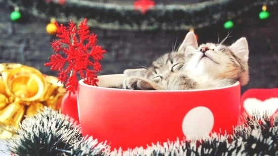 istockphoto-1176228284-640x640.jpg?type=w740