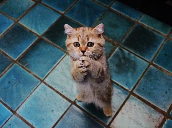 please-in-italian-language-778x581.jpg?type=w1600