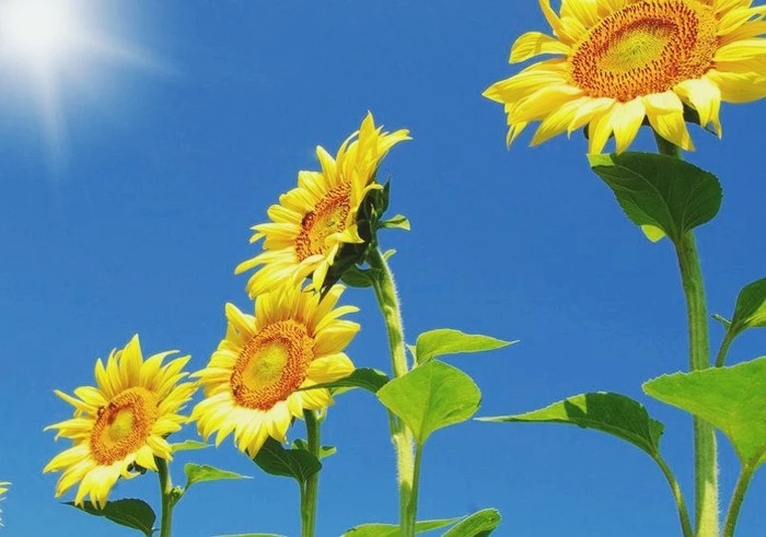 Sunflower-Skyscraper-805x565-1.jpg?type=w1600