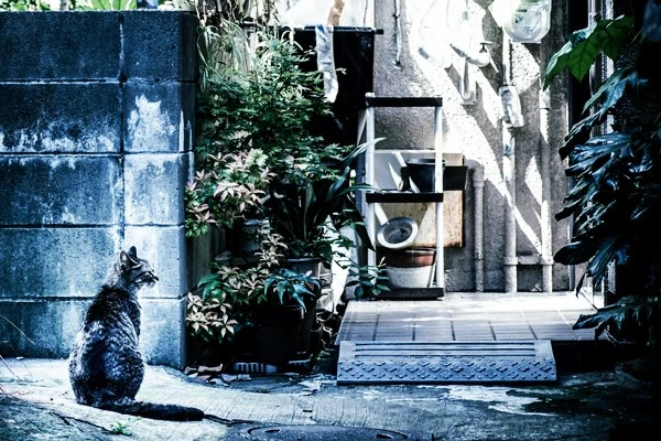 how-to-find-a-lost-cat-dog-twitter-japan-japanese-technique-method-successfu.jpg?type=w1600