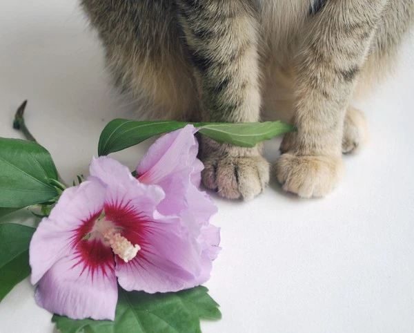 paws-and-rose-of-sharon.jpg?type=w1600