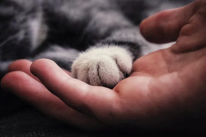 cat-5665915_1280.jpg?type=w1600