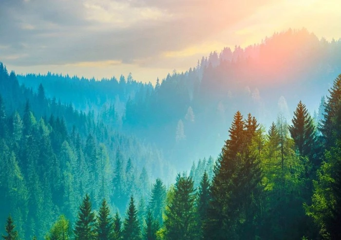 final-cover-forest.jpg?type=w1600