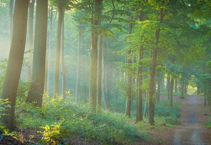 forests-in-germany.jpg?type=w1600