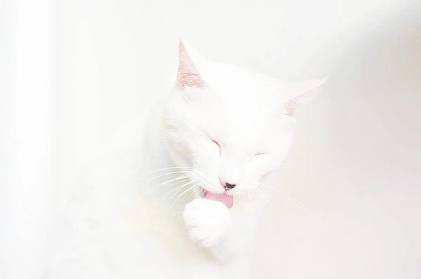 cat-4523300_640.jpg?type=w1600