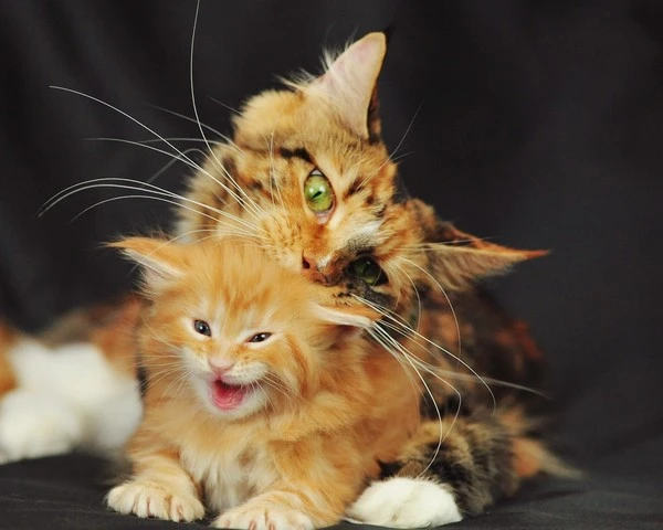 Cat-mother-cat-baby_1280x1024.jpg?type=w1600