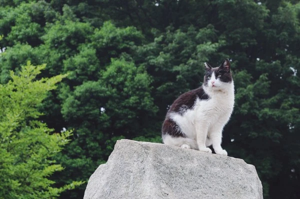 Black_and_white_cat_on_a_rock-Hisashi-01.jpg?type=w1600