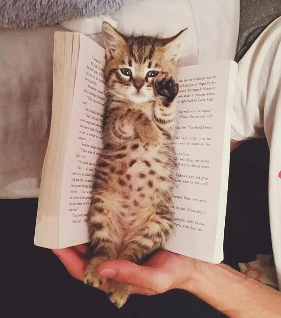 508dd9ee14b2e73867285a8e0ad41d02.jpg?type=w740