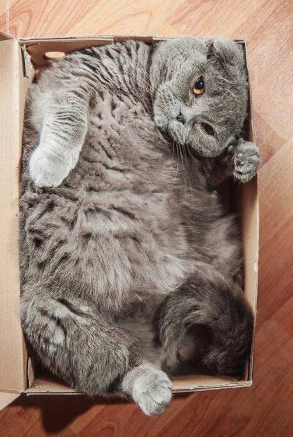 802ad2d64e818e4ac6078ddb335eb82b--boxes-internet.jpg?type=w1600