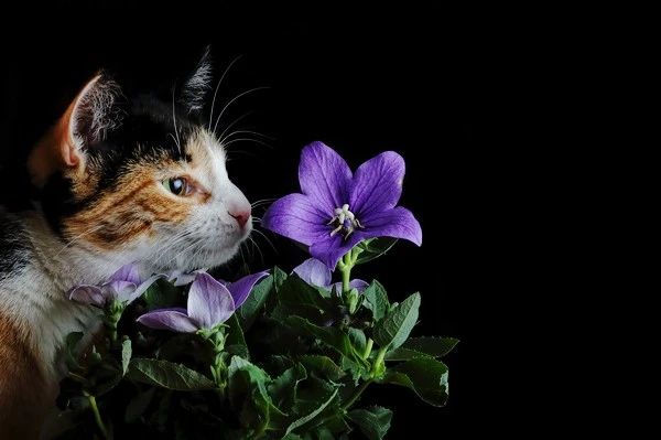 1_mT6cTnb7meQ77g2LnGdKhA.jpeg?type=w1600