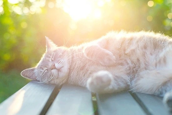 PRI_70601027.jpg?type=w740