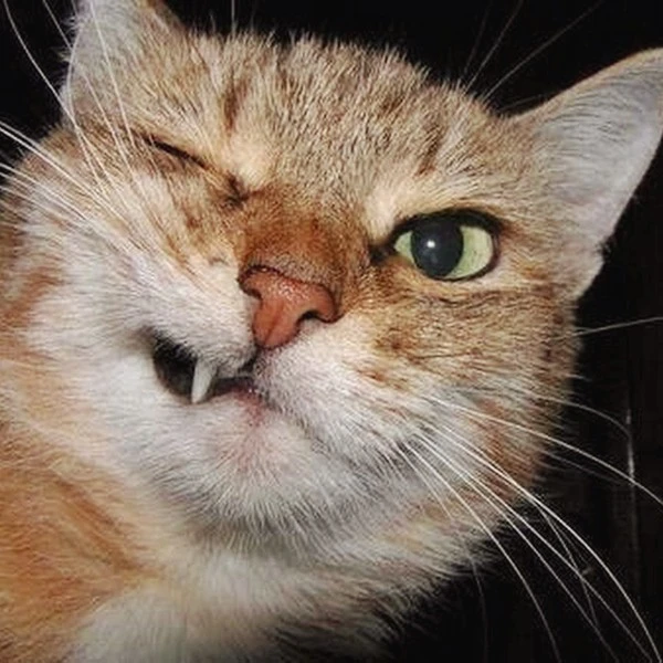 unnamed.jpg?type=w1600