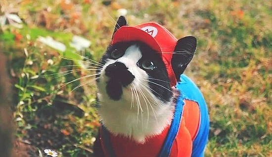 super-mario-cat-bros-for-mr-tvcow.jpg?type=w740