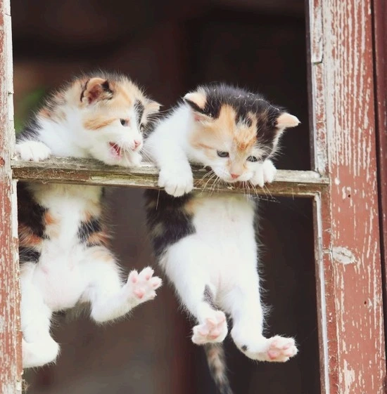 kittens-hanging-1-1003x1024.jpg?type=w740